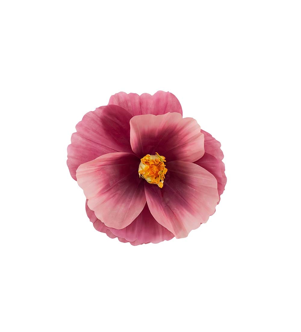 Blomma Signe vägg