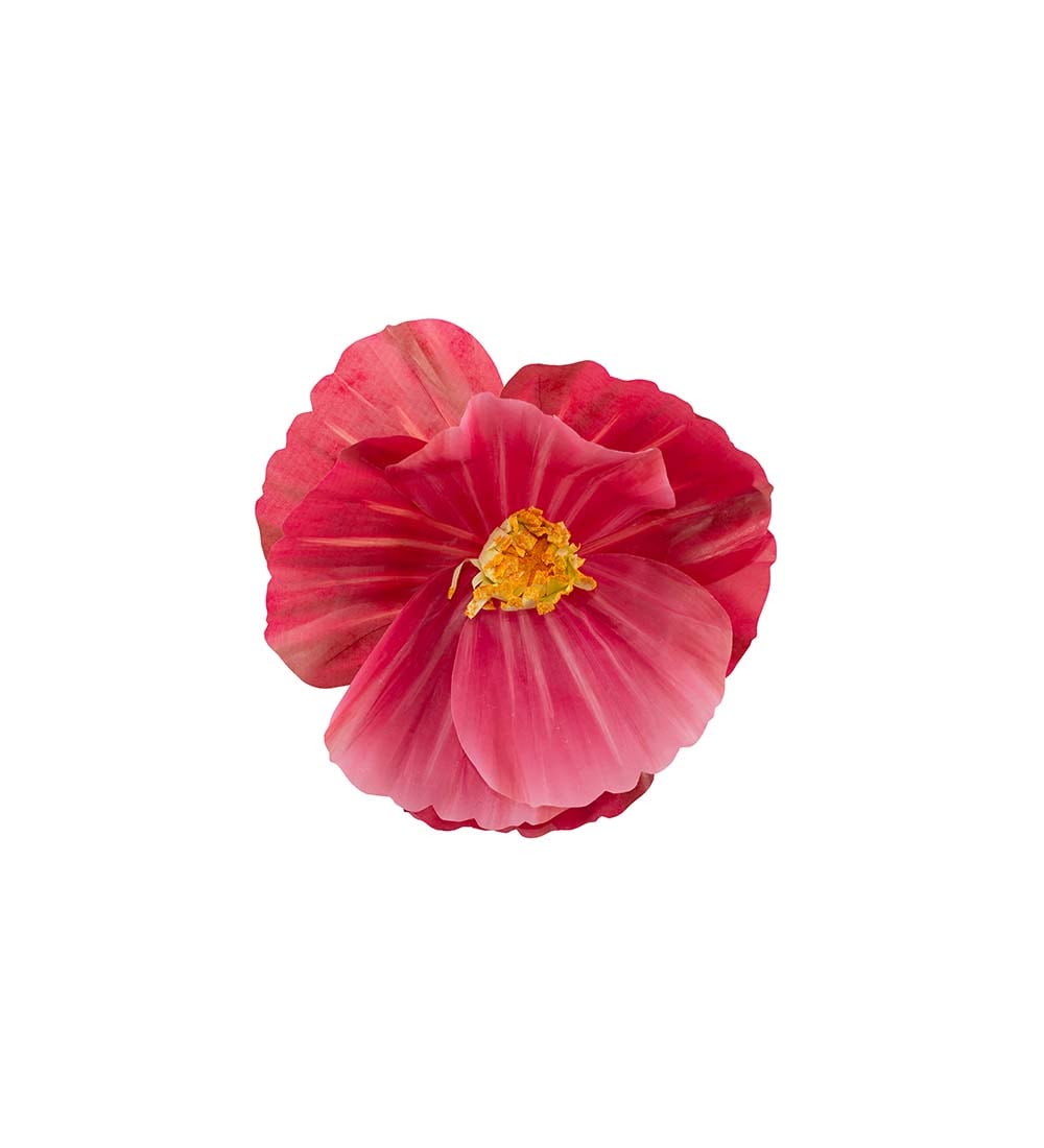 Blomma Signe vägg
