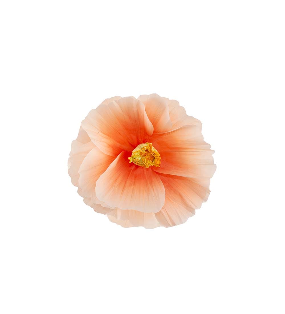 Blomma Signe vägg