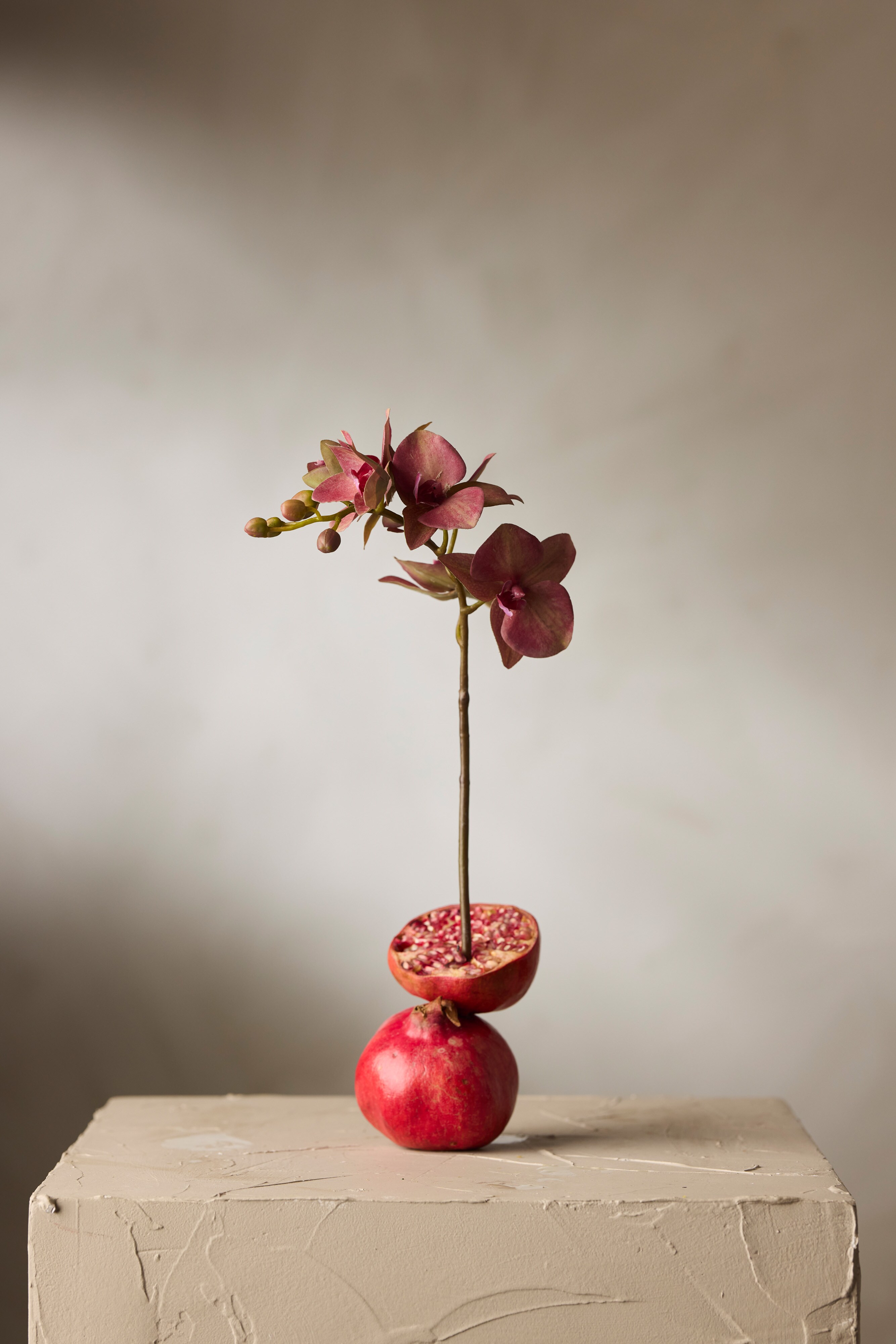 Phalaenopsis