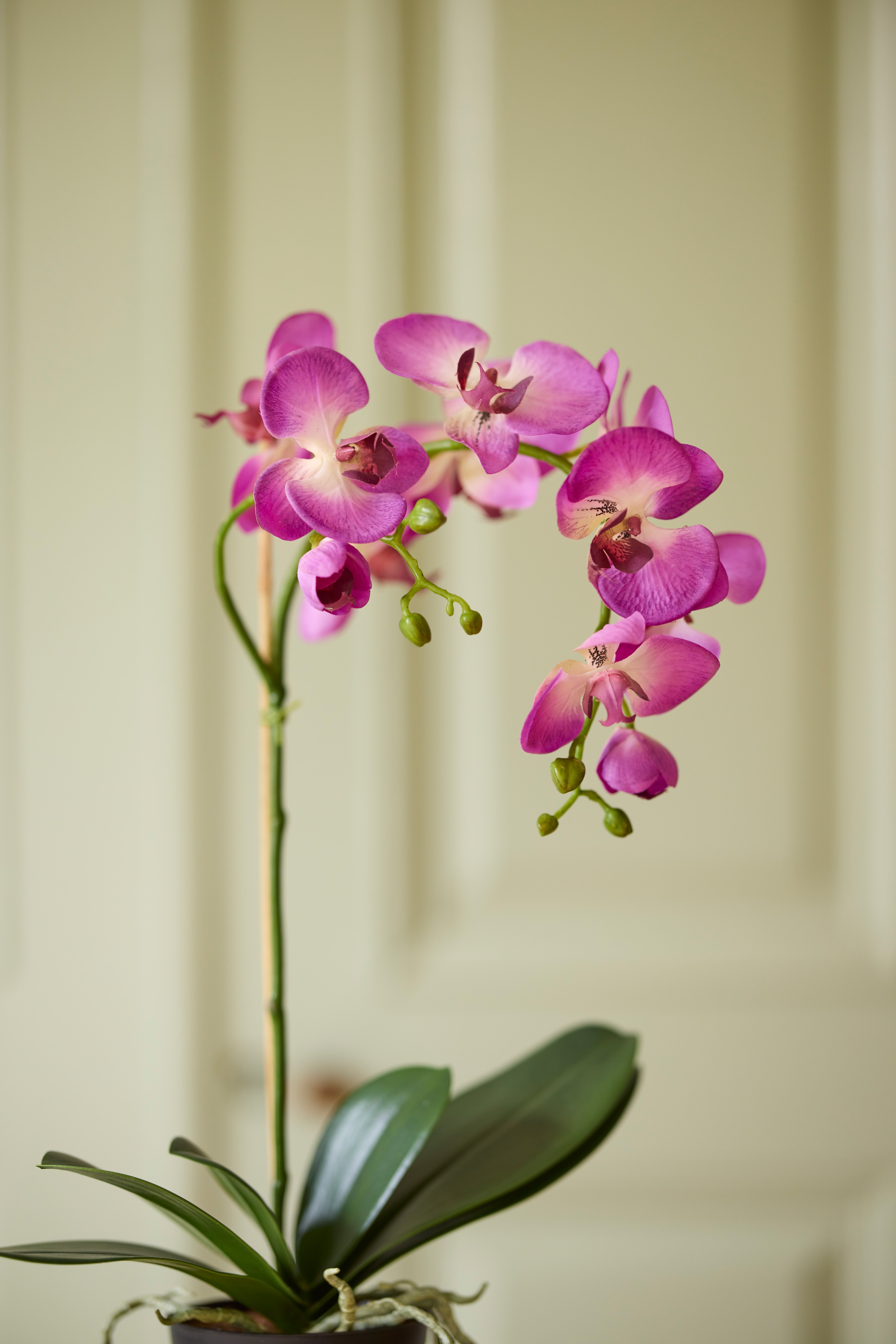 Phalaenopsis
