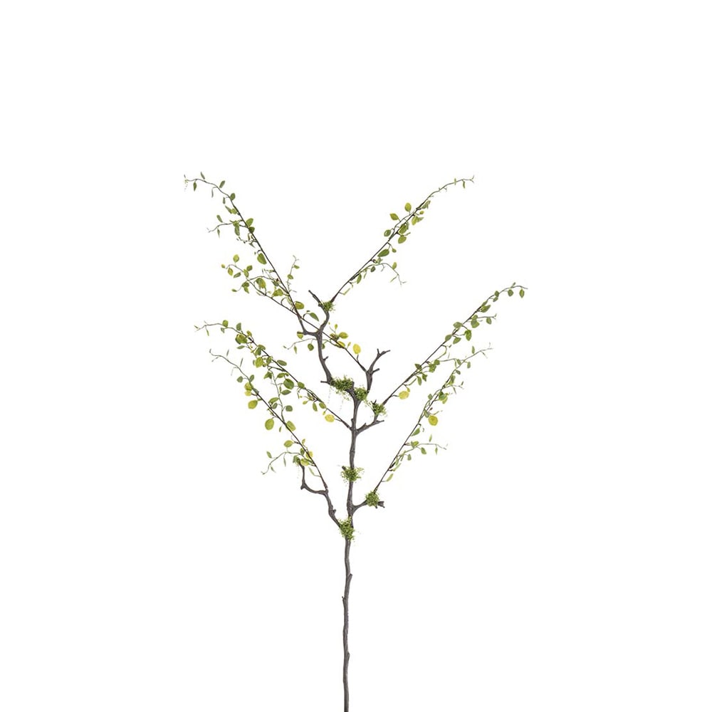 Muehlenbeckia