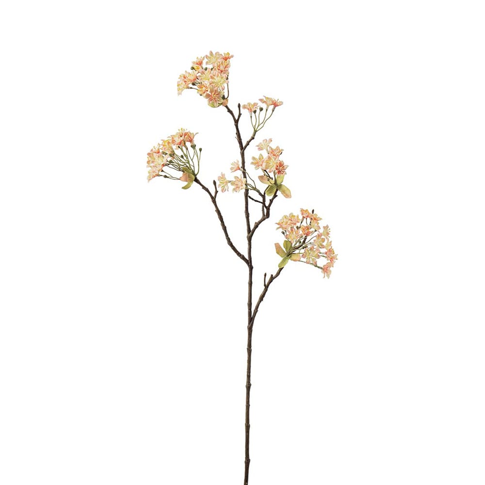 Lönnblomma