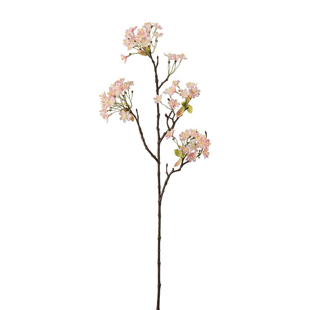 Lönnblomma