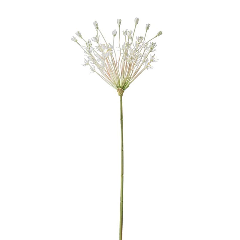 Allium