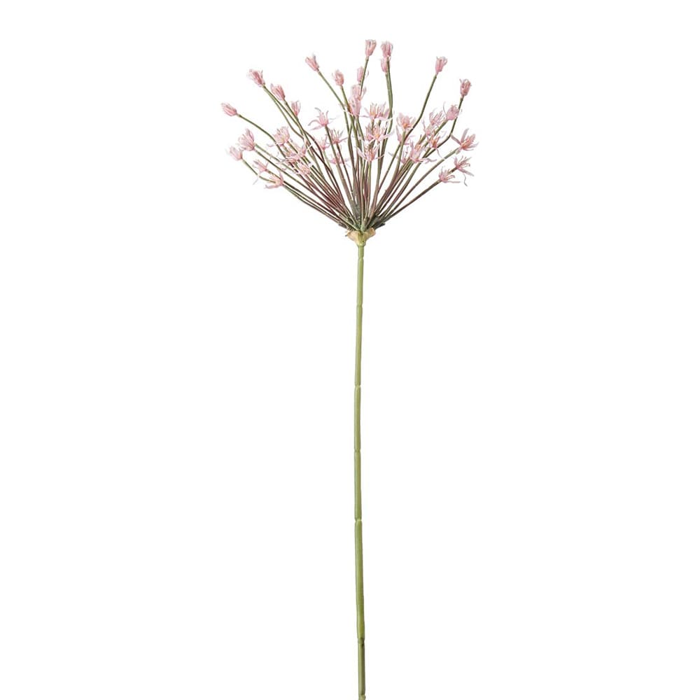 Allium