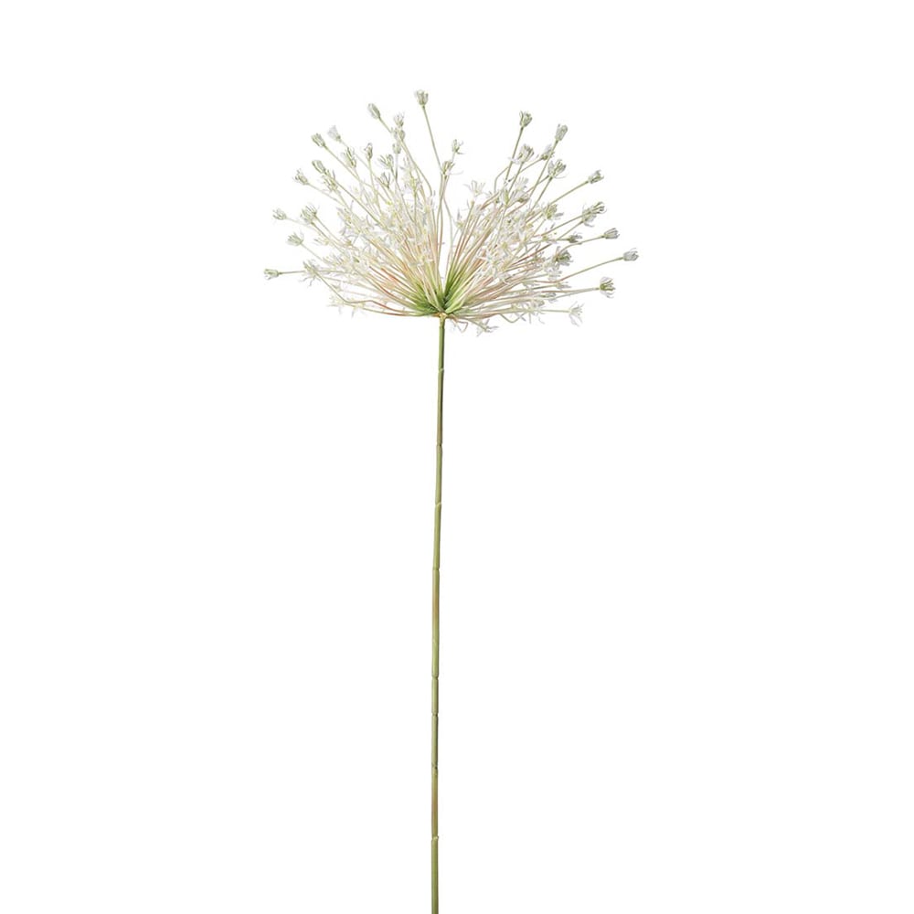 Allium