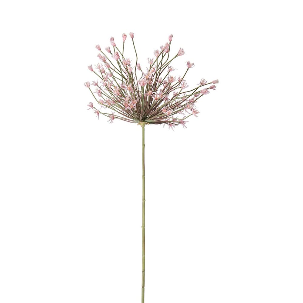 Allium