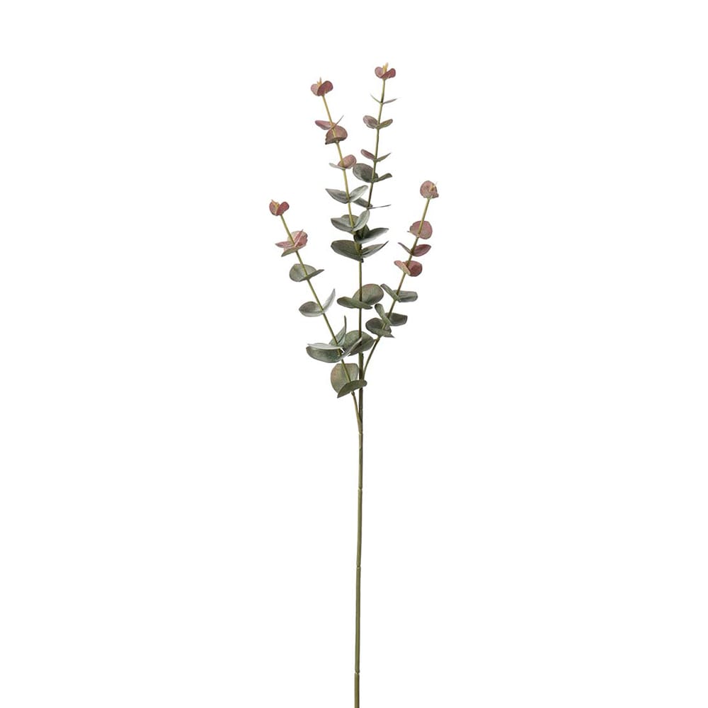 Eucalyptus