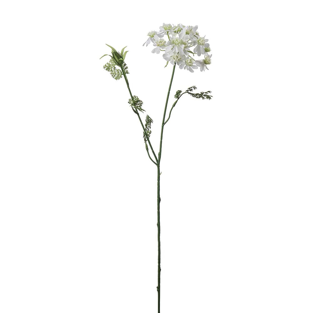 Blomsterkörvel