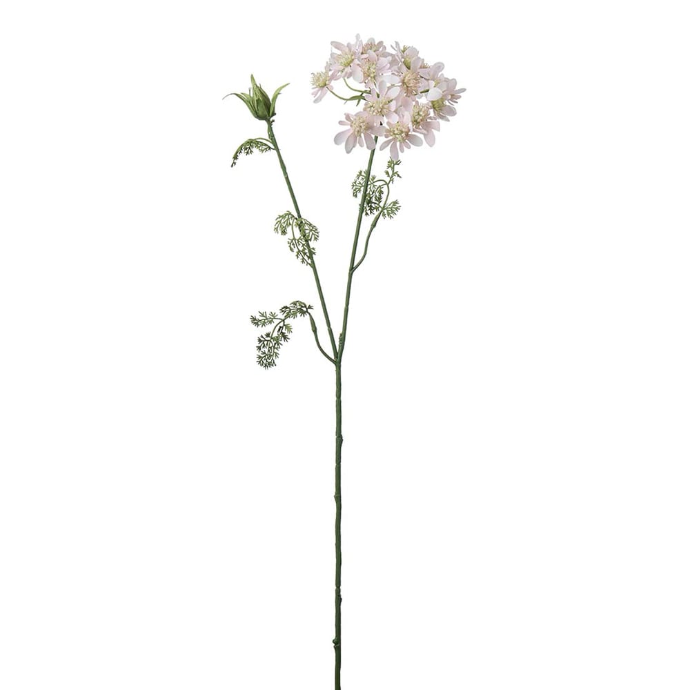 Blomsterkörvel