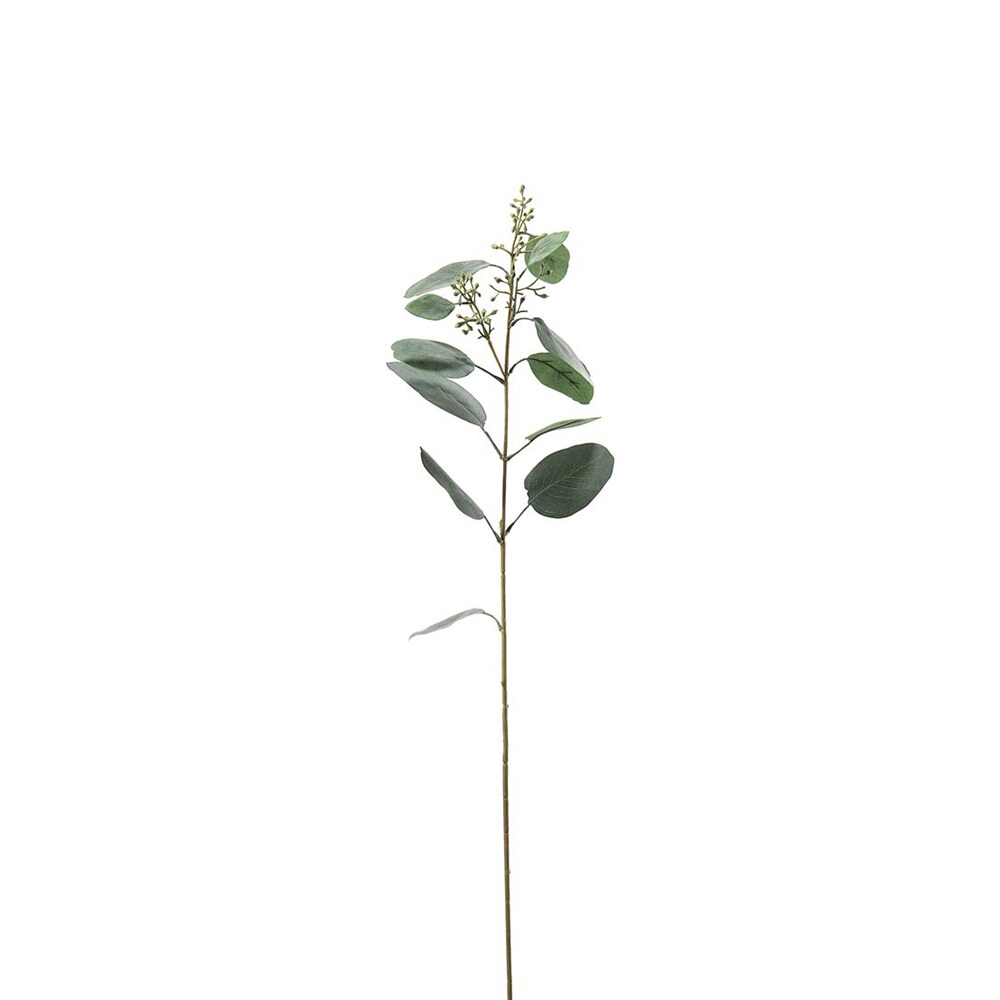 Eucalyptus