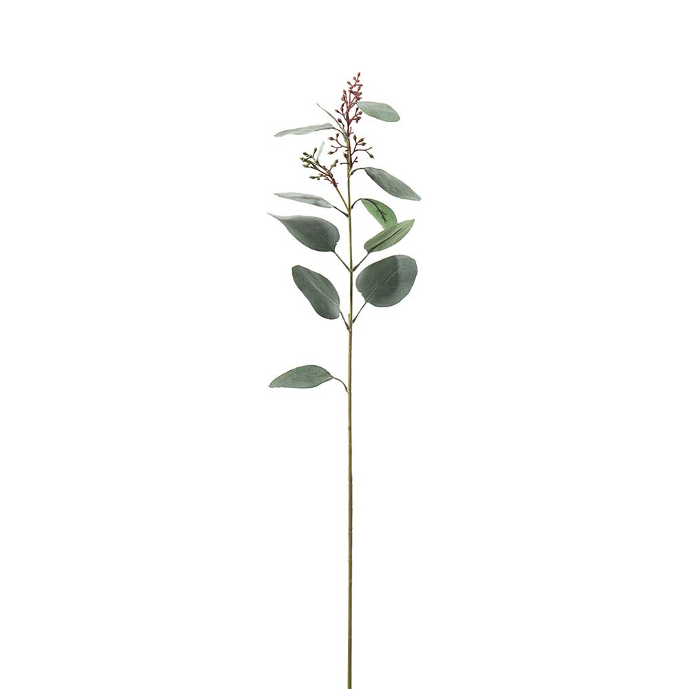 Eucalyptus