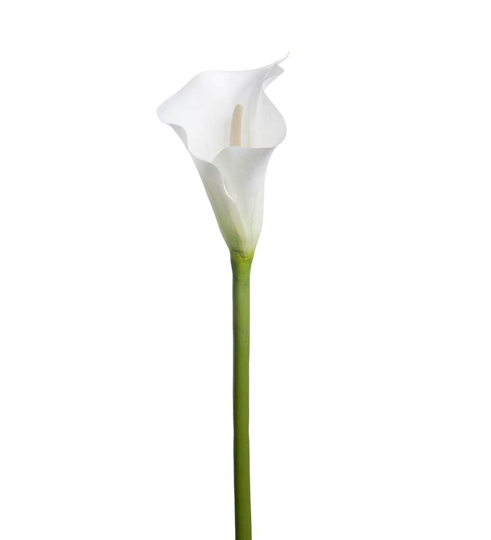 Calla