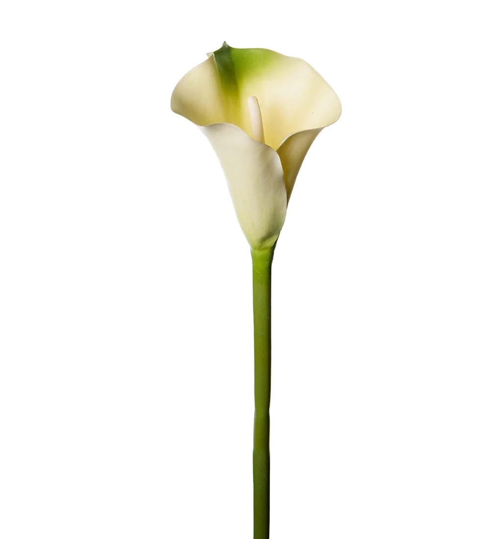 Calla