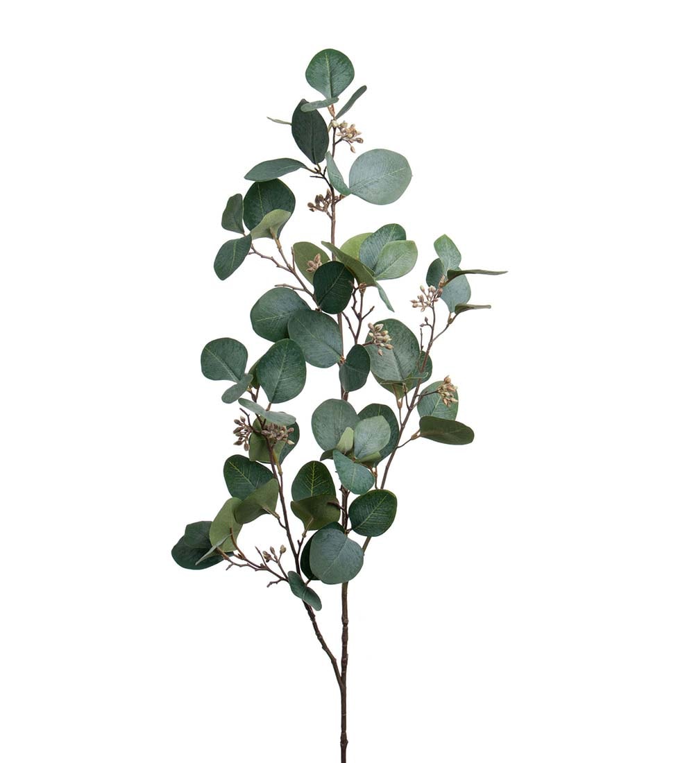 Eucalyptus med bär