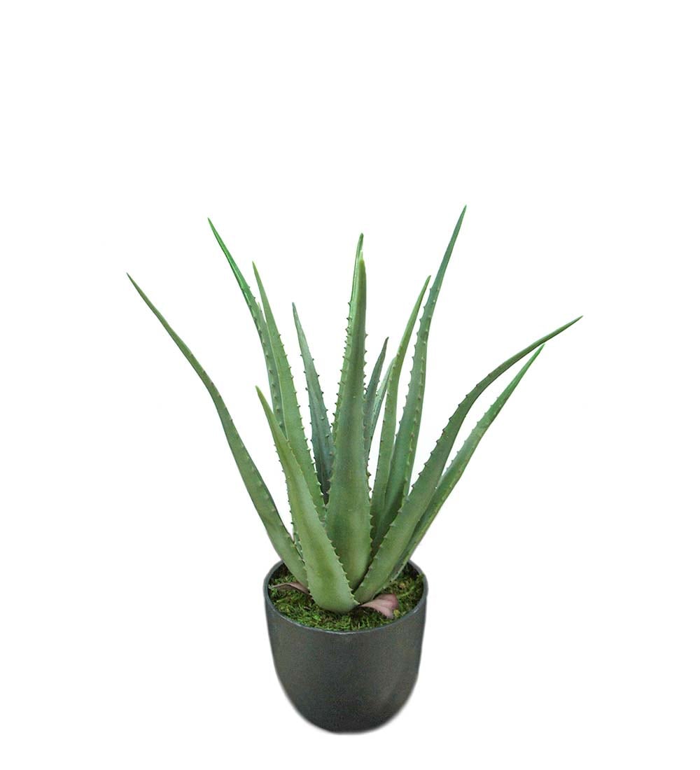 Aloe