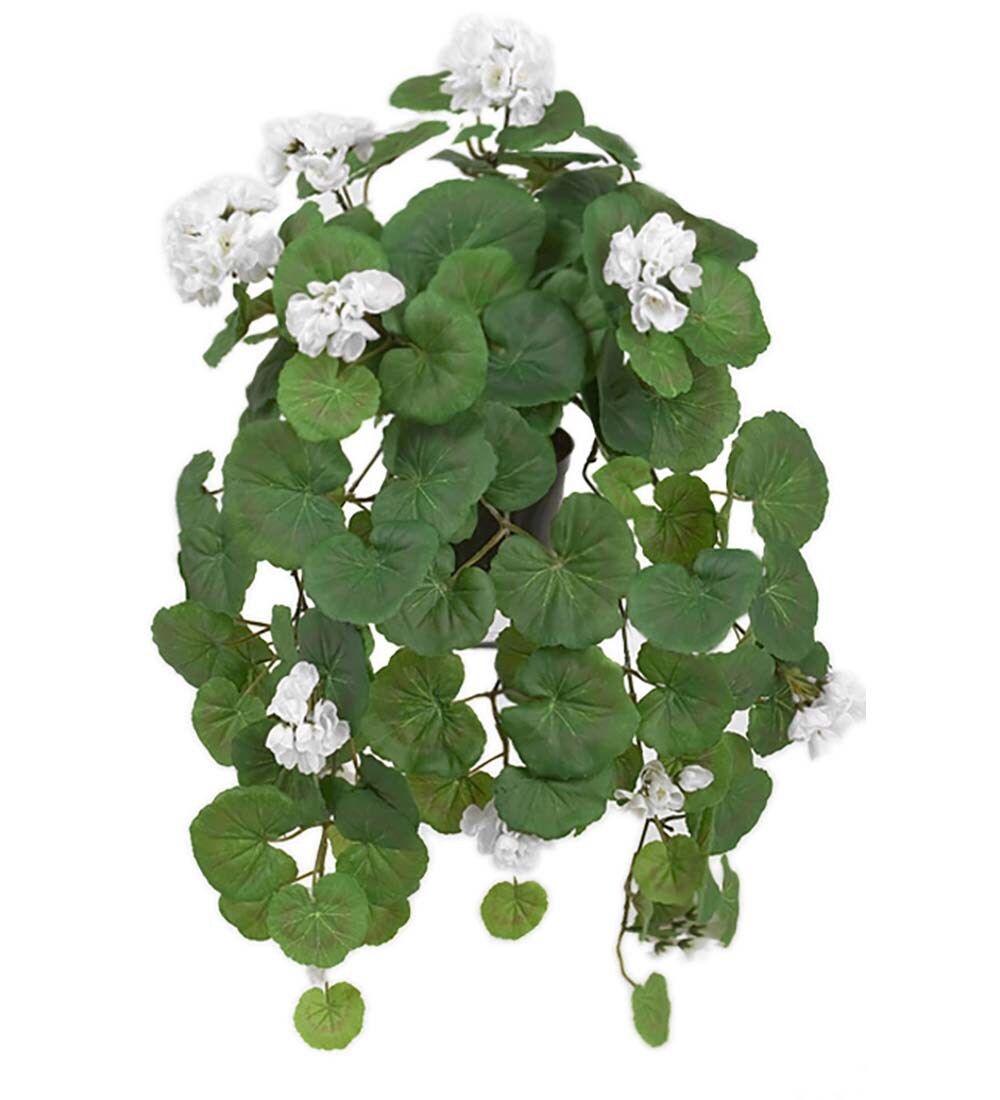 Hängpelargon