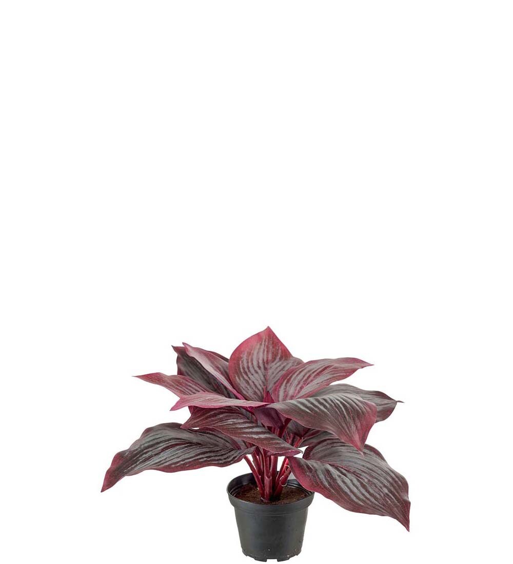 Hosta