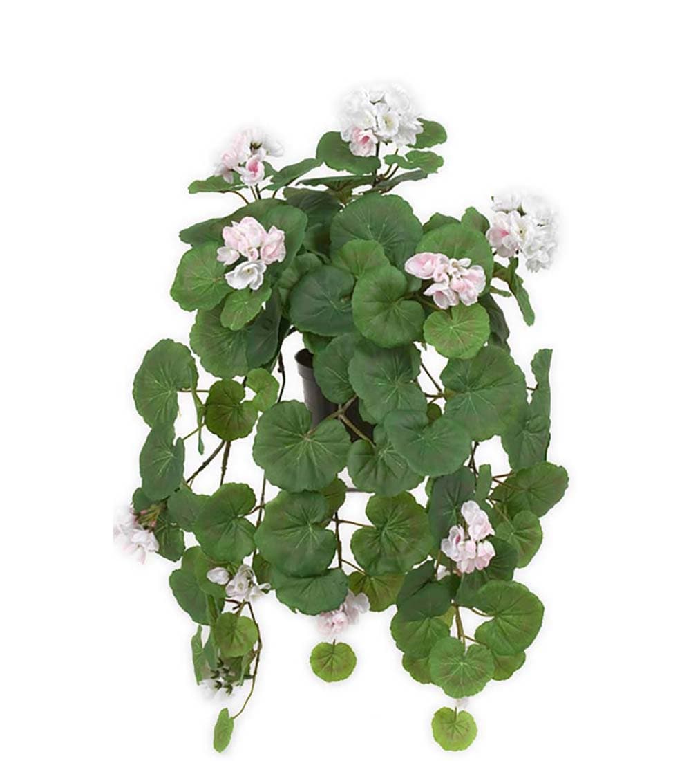 Hängpelargon