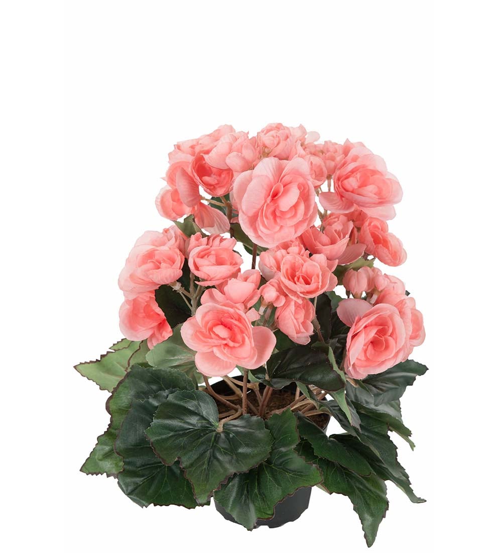 Begonia