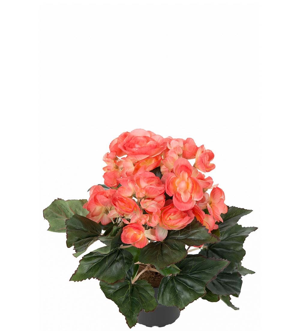 Begonia