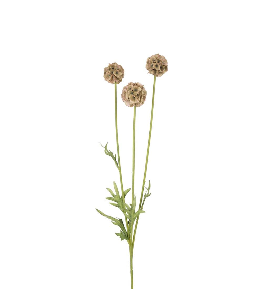 Scabiosa