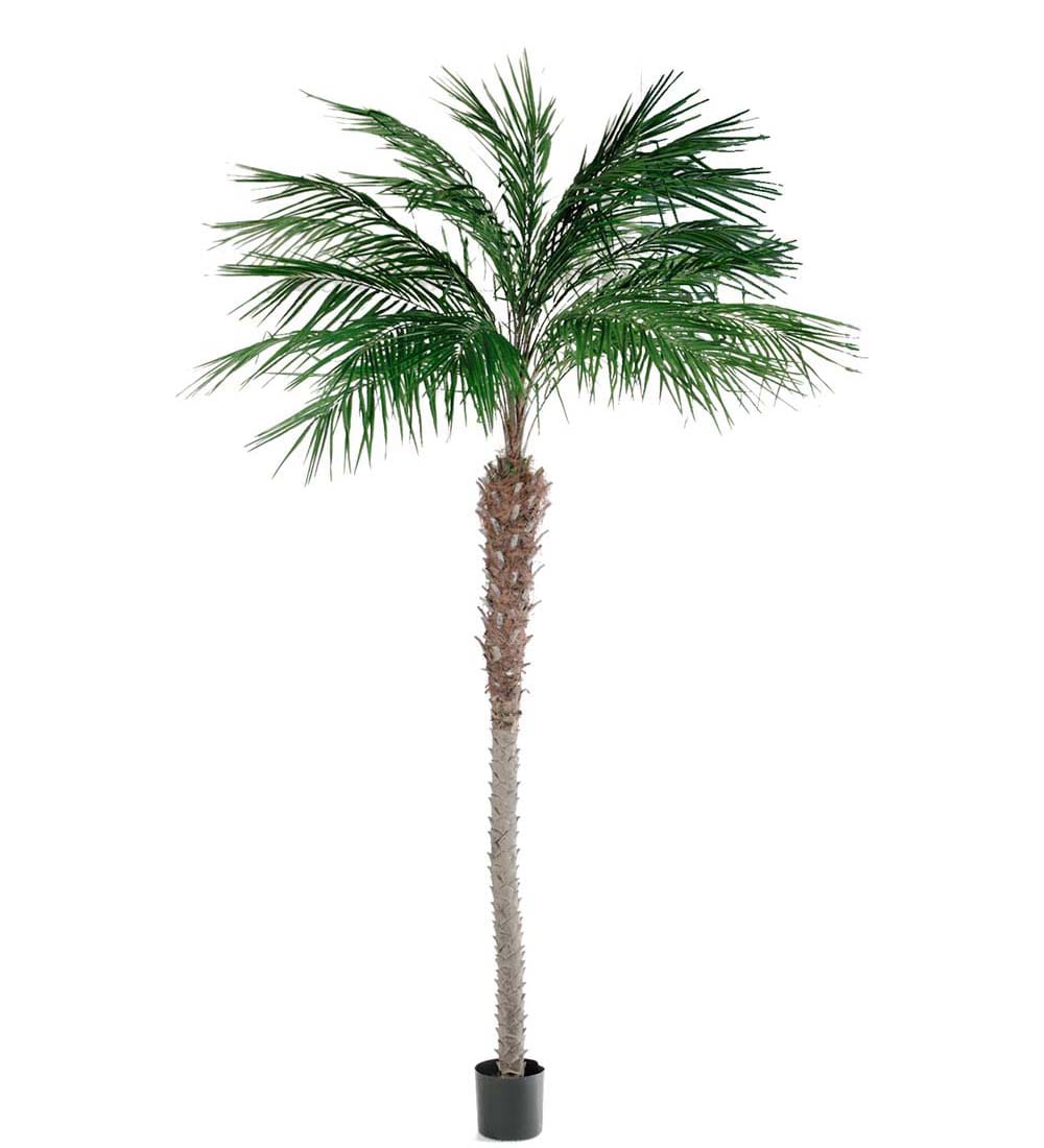 Phoenix Palm