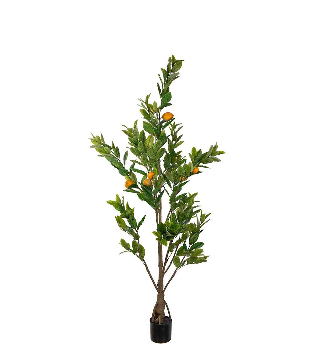 Citronträd