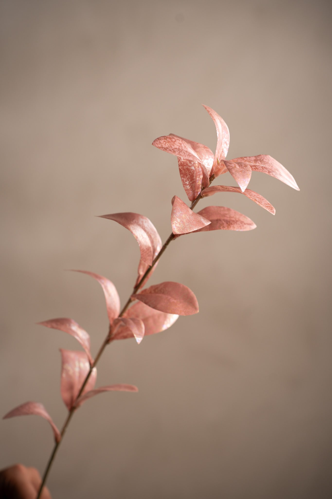 Ruscus