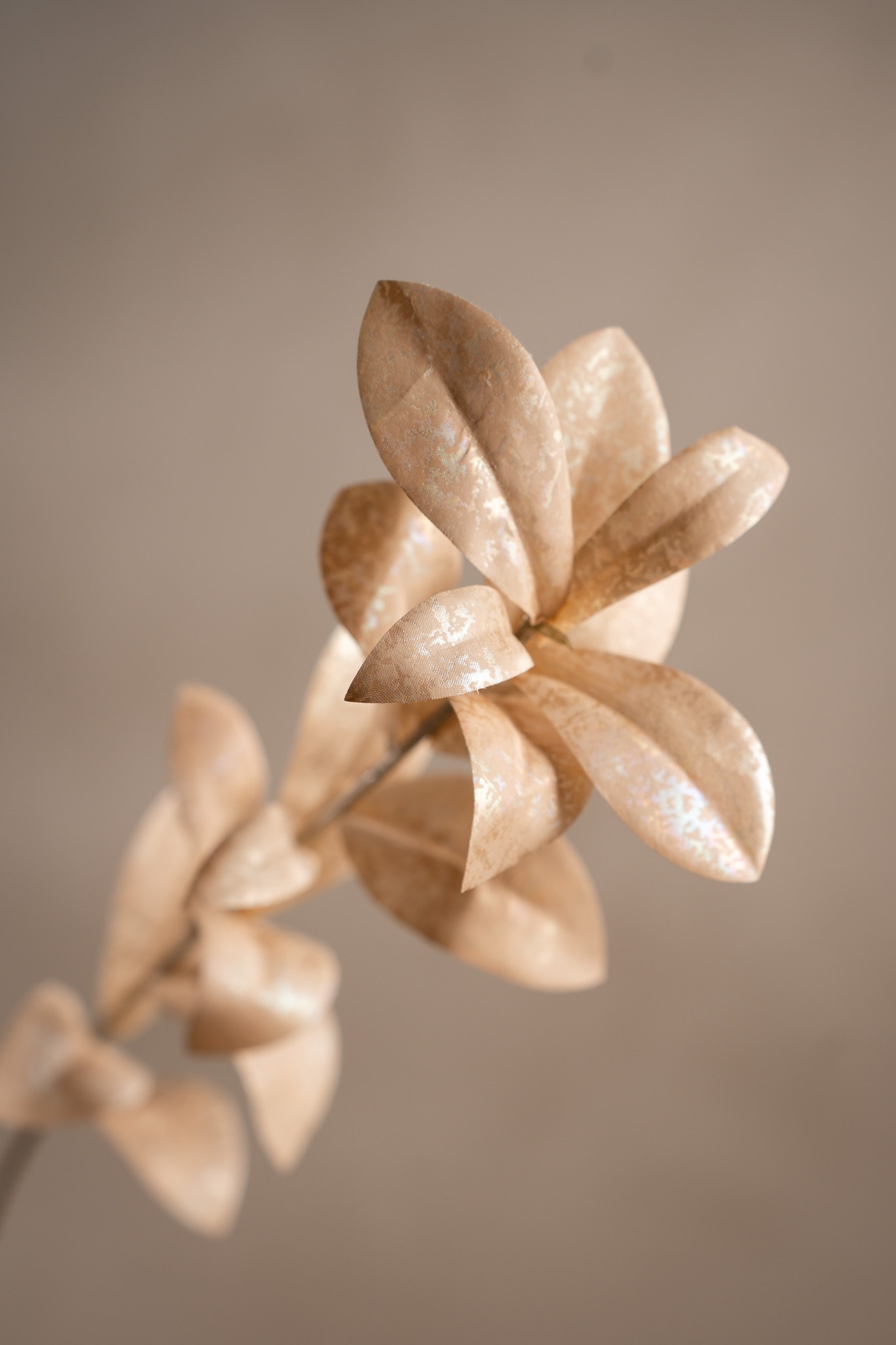 Ruscus