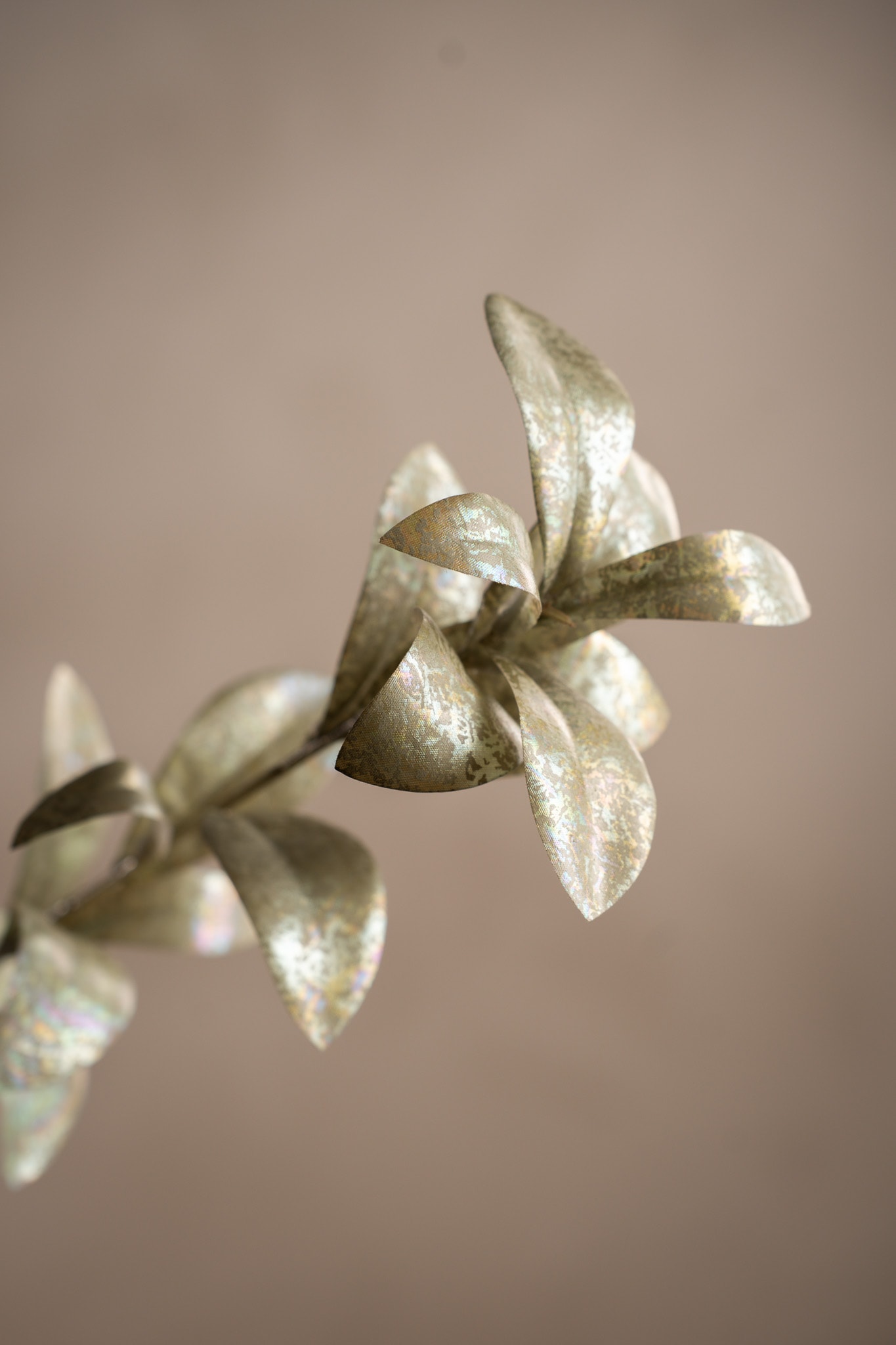Ruscus