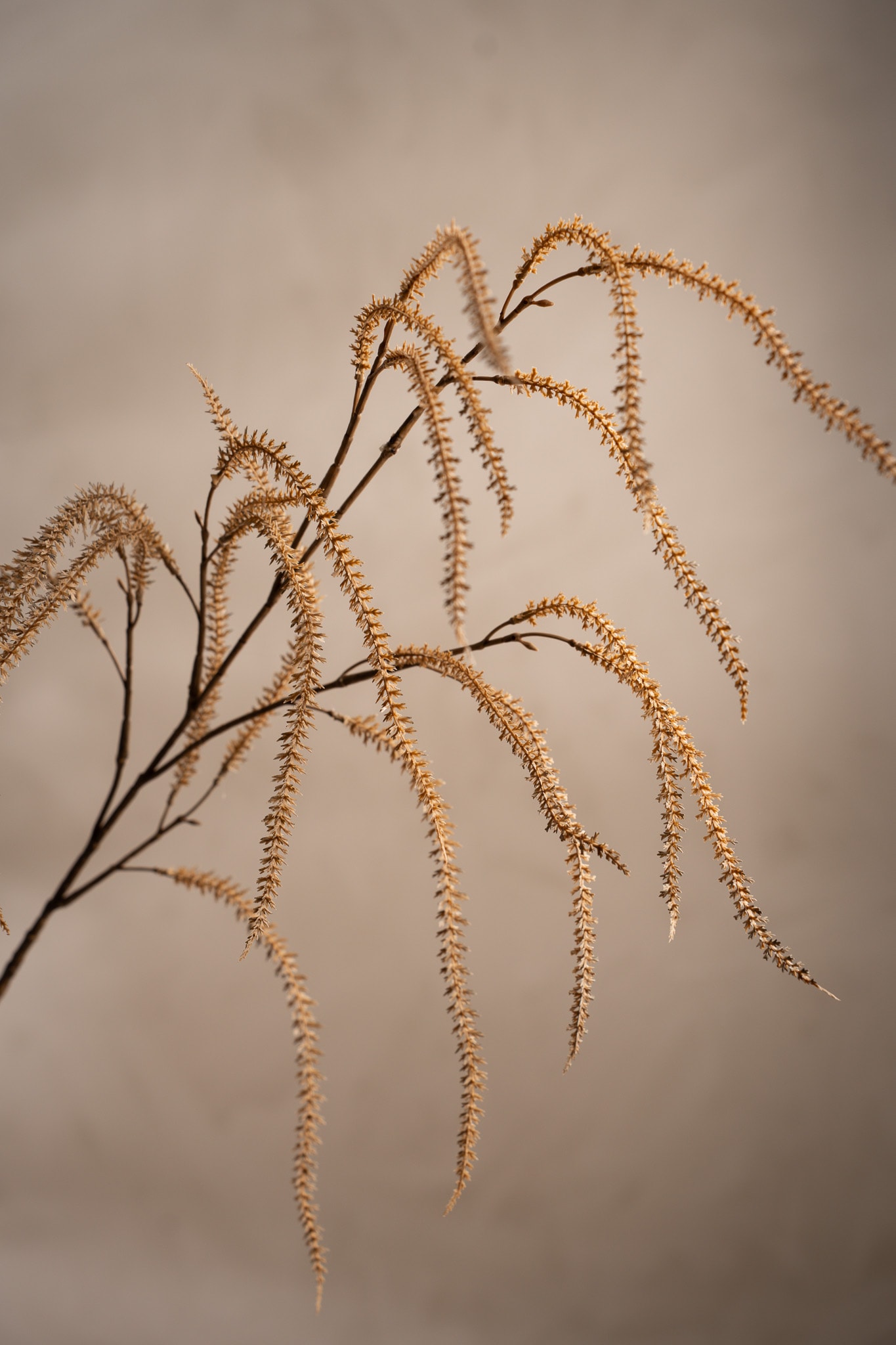Amaranthus