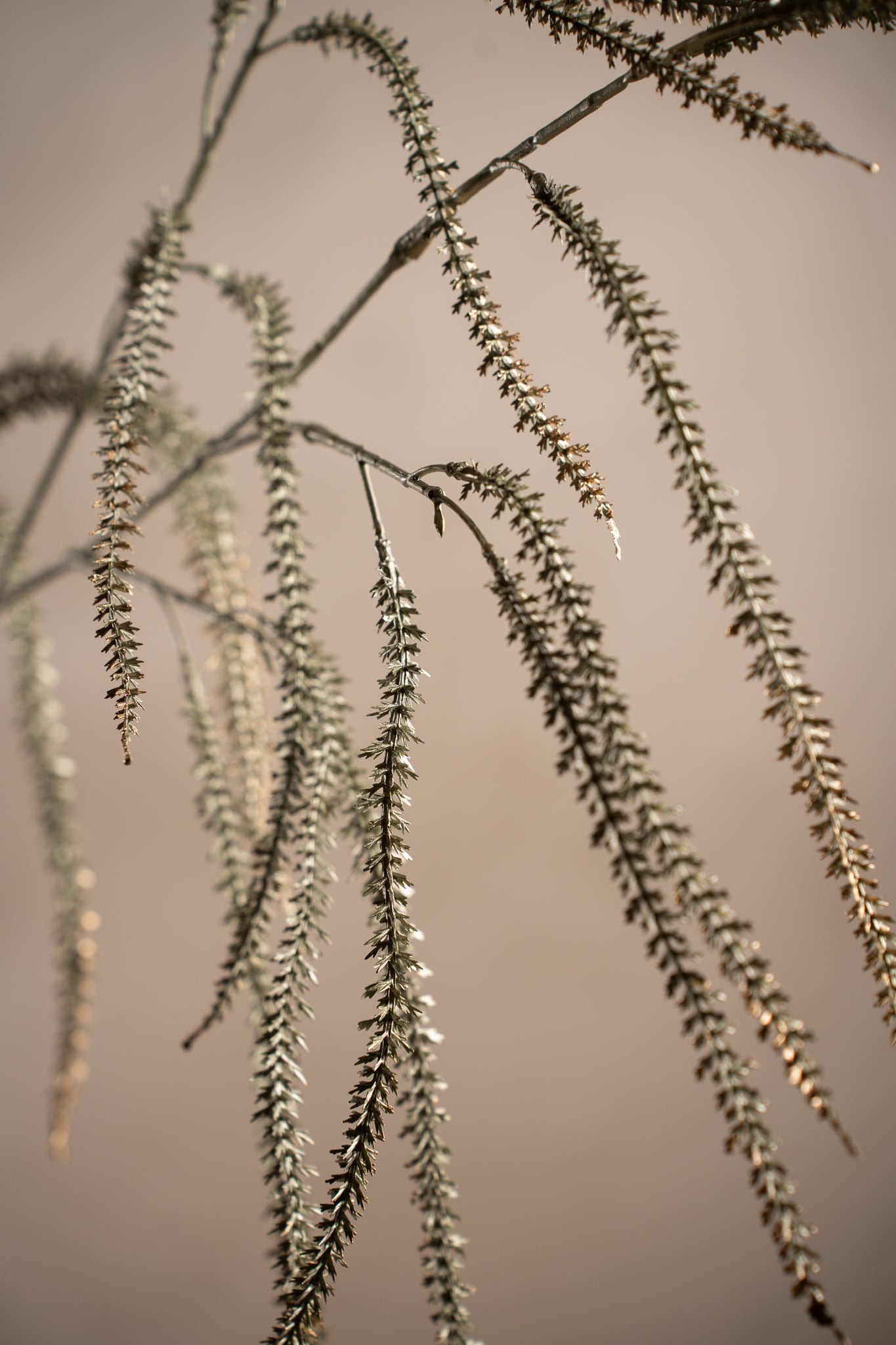 Amaranthus