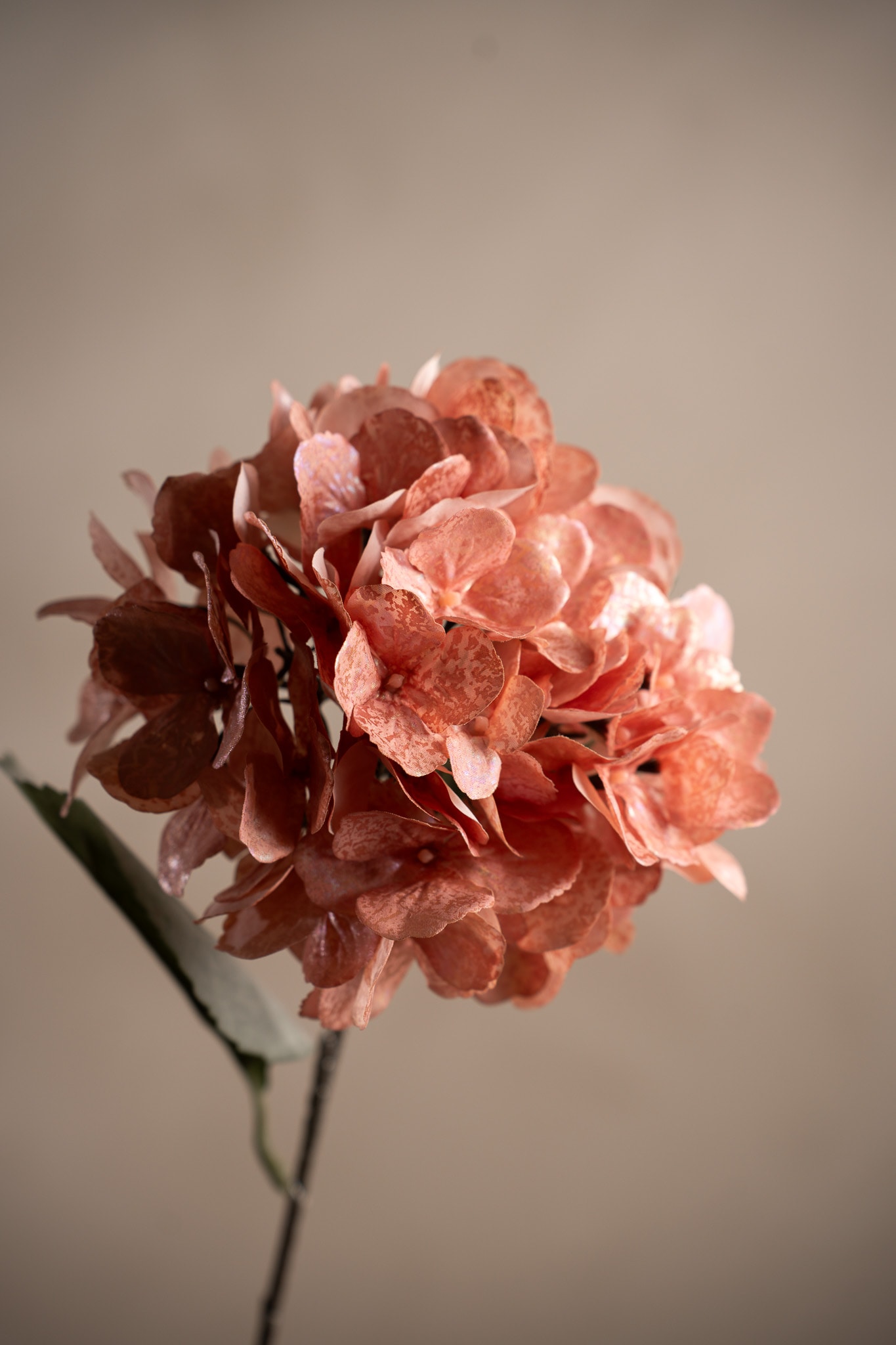 Hortensia