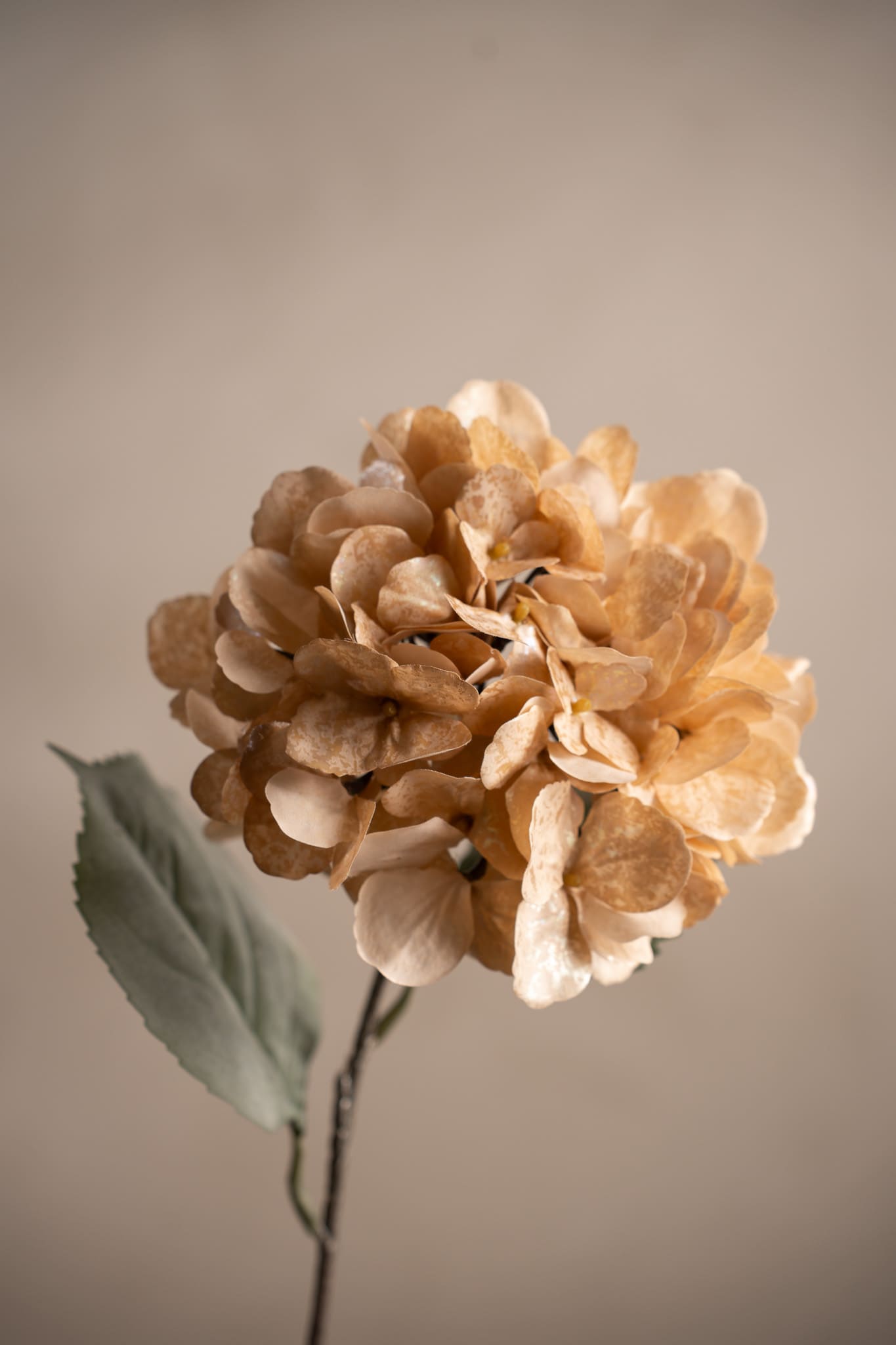 Hortensia