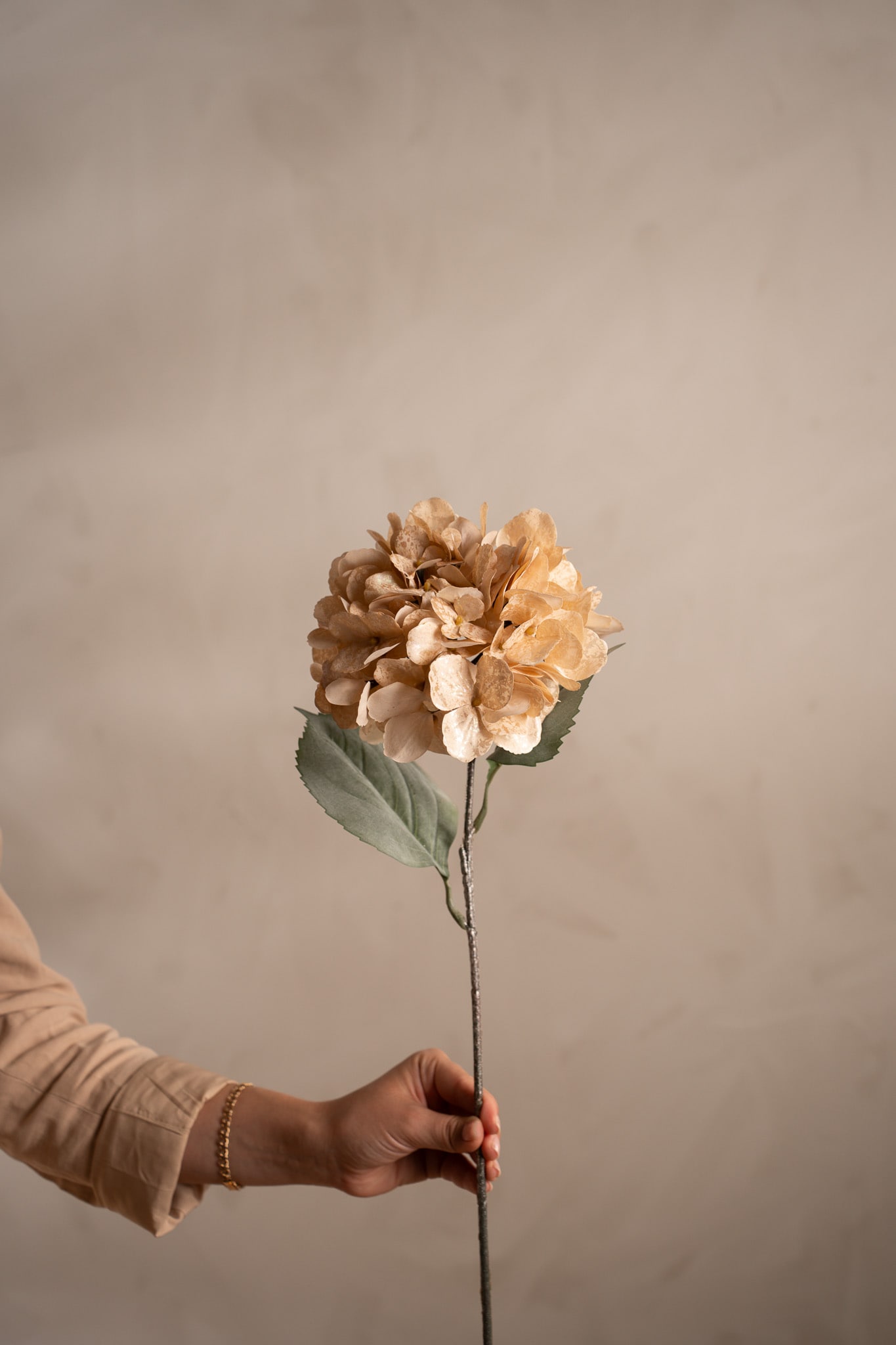 Hortensia