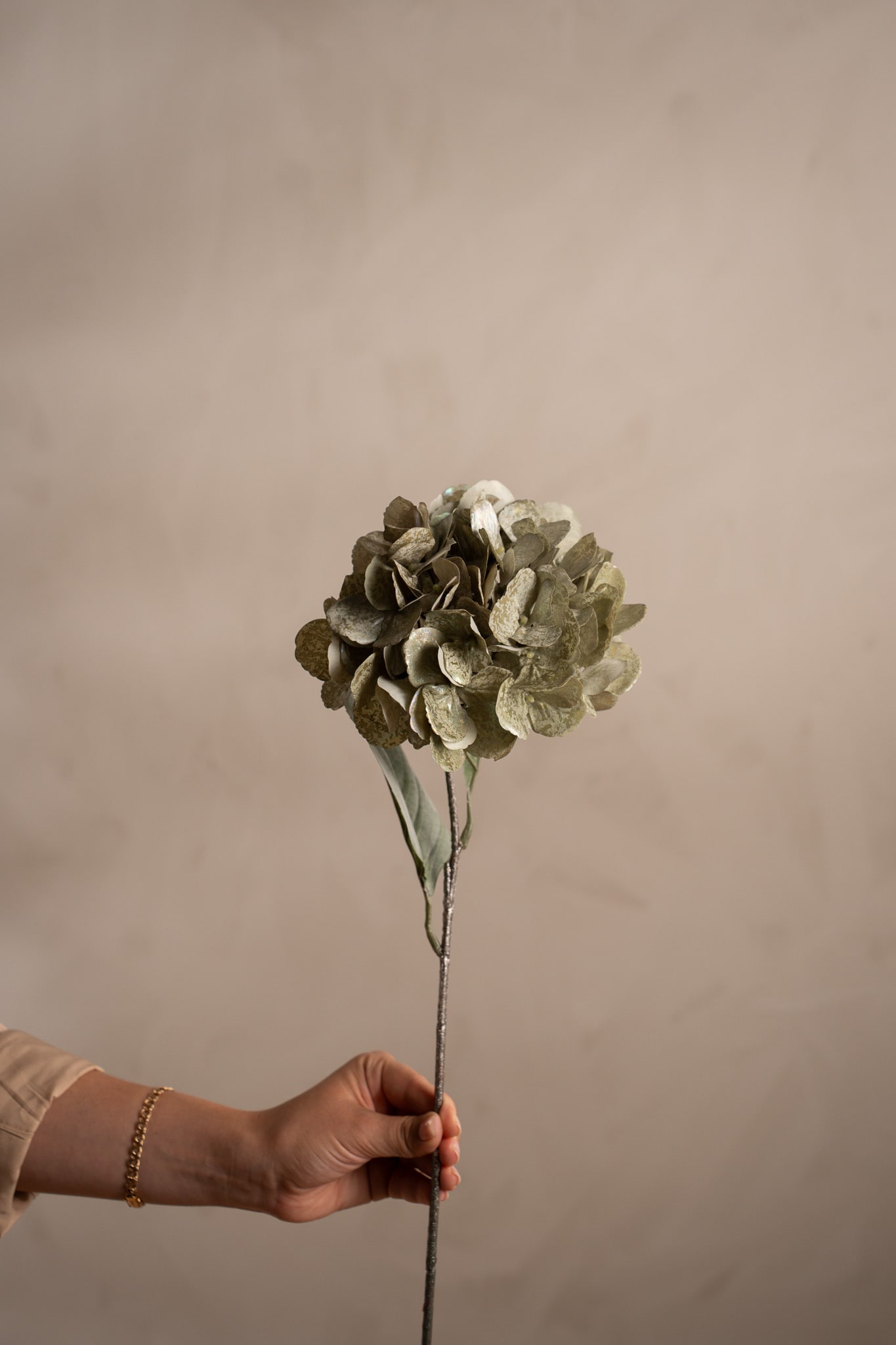 Hortensia