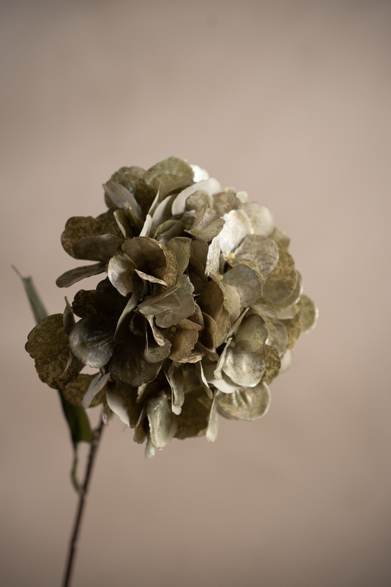 Hortensia