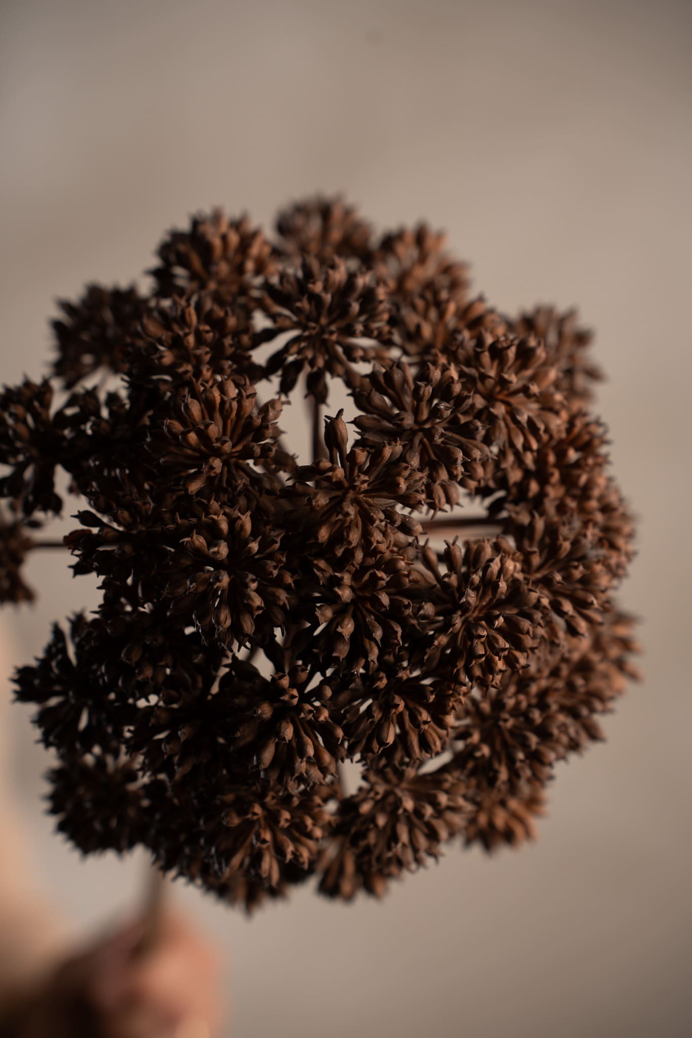 Angelica