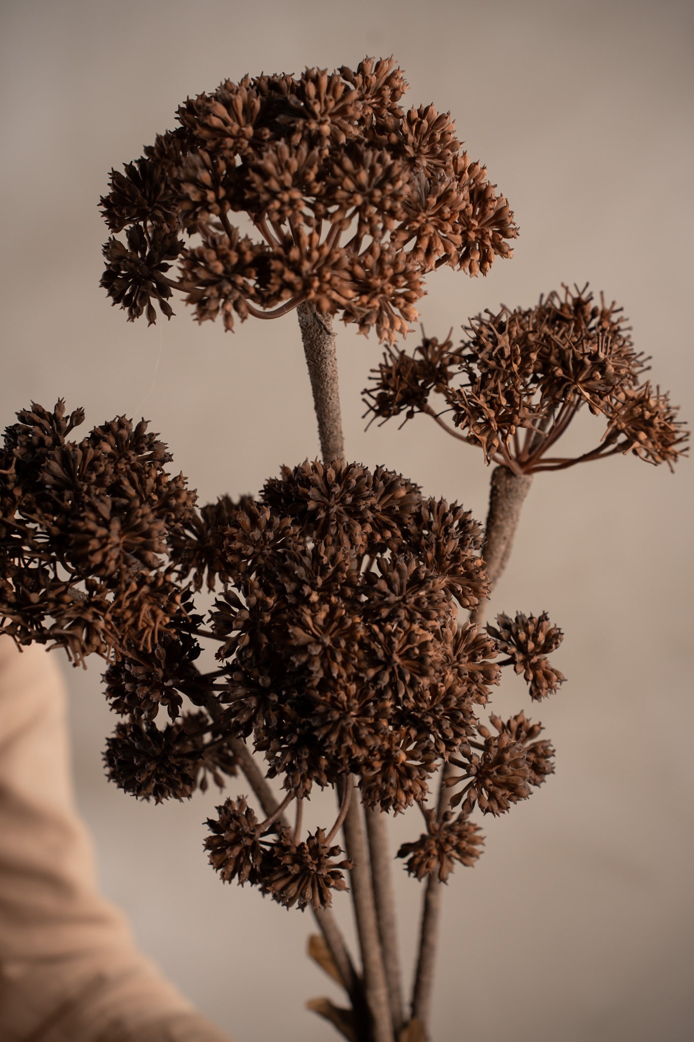 Angelica
