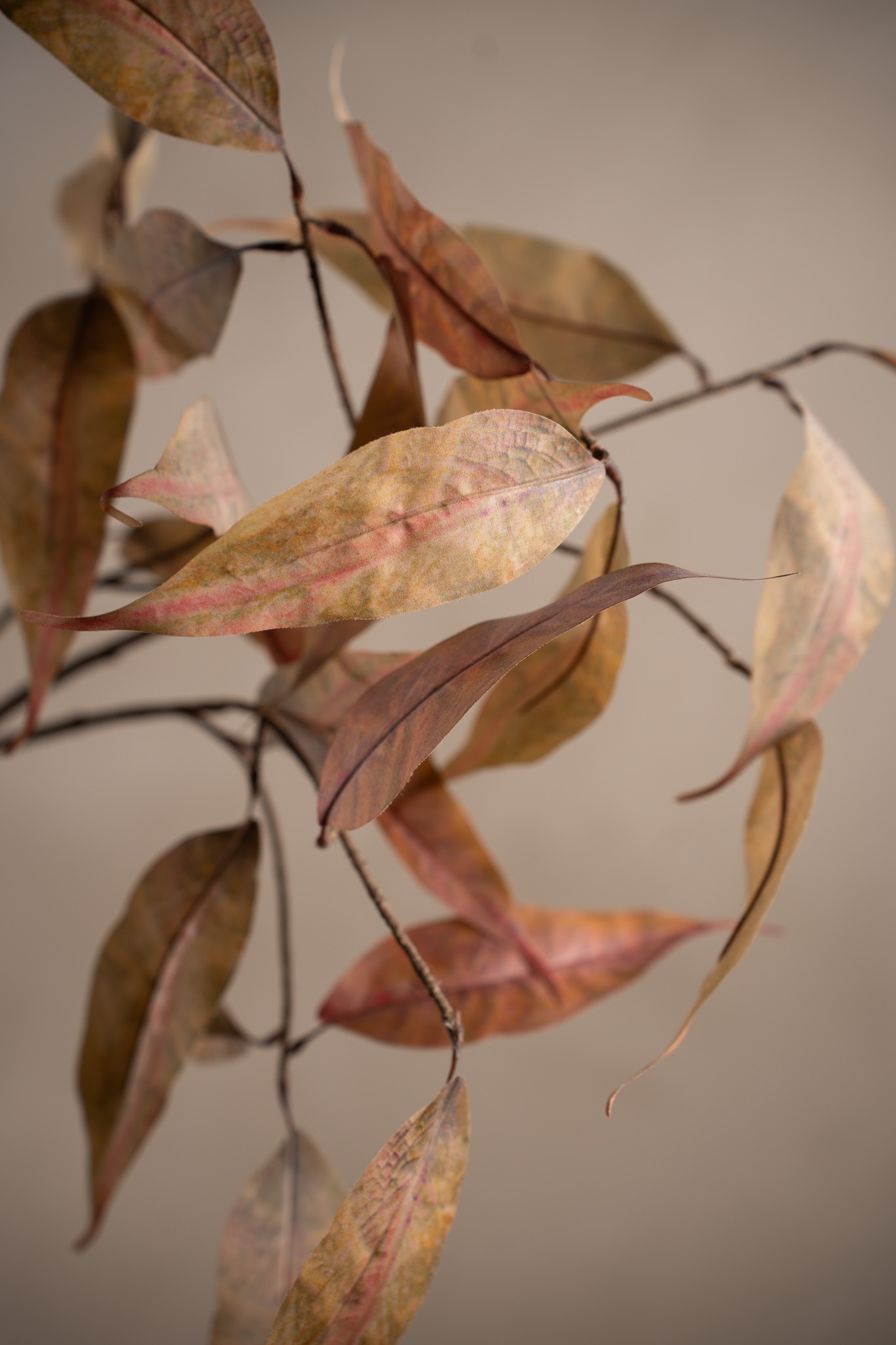 Eucalyptus