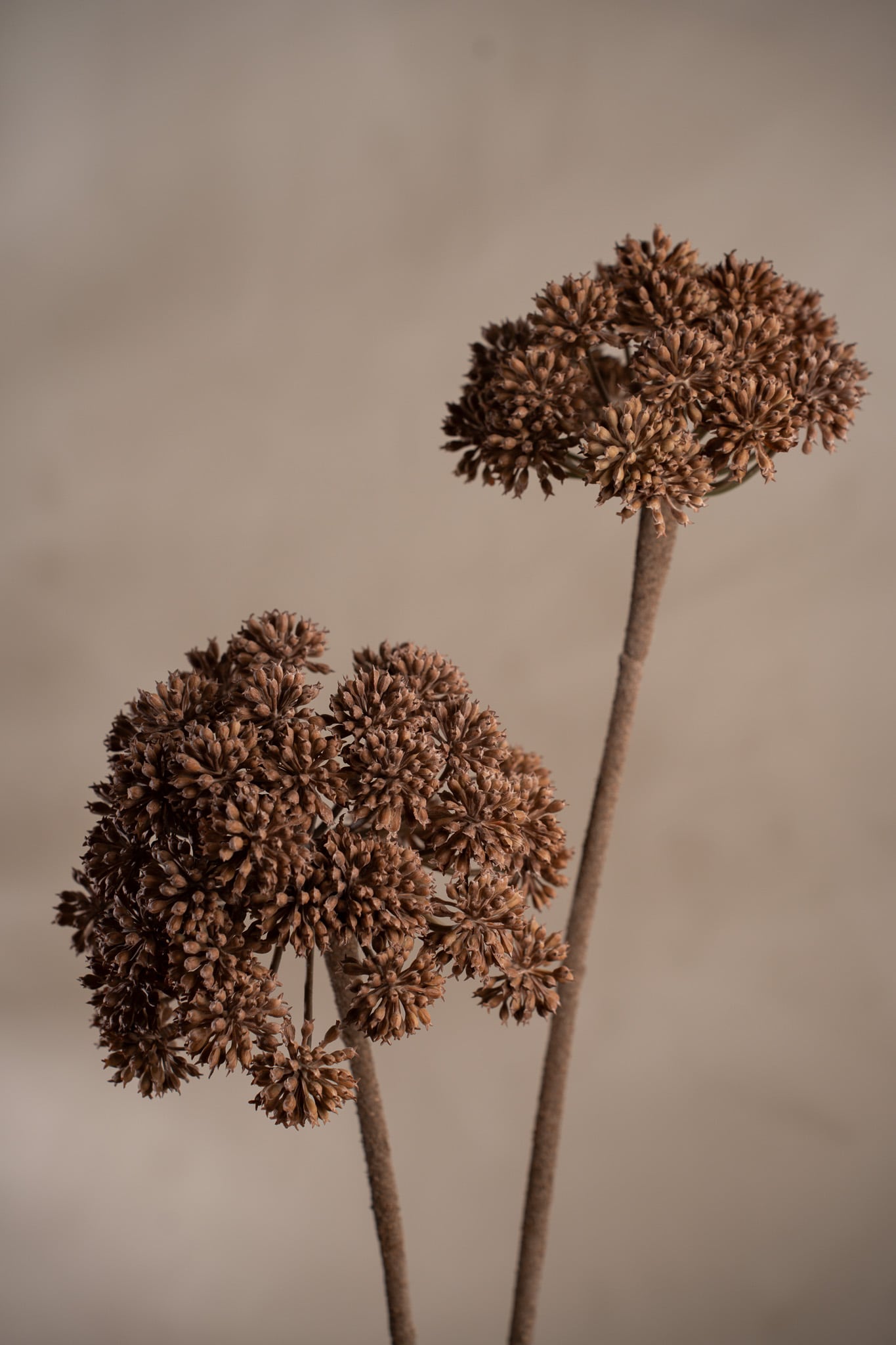 Angelica