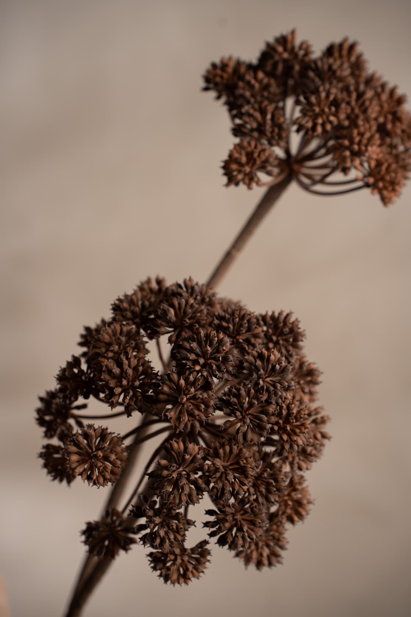 Angelica
