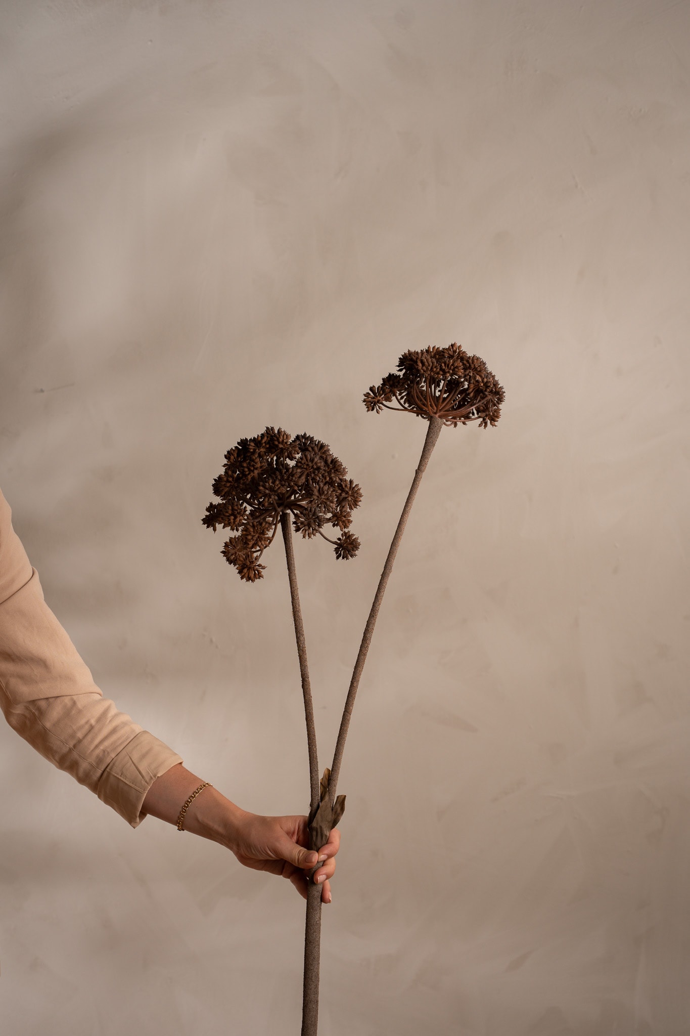 Angelica