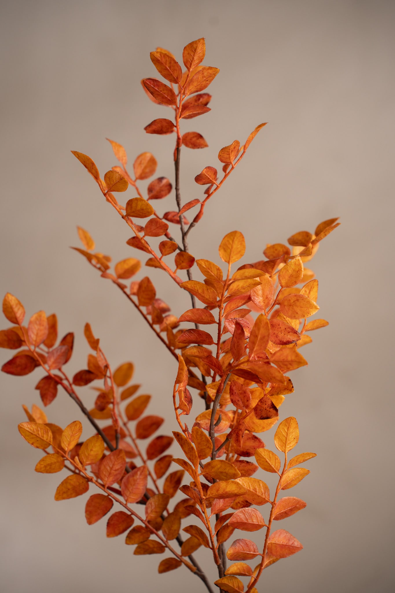 Ruscus