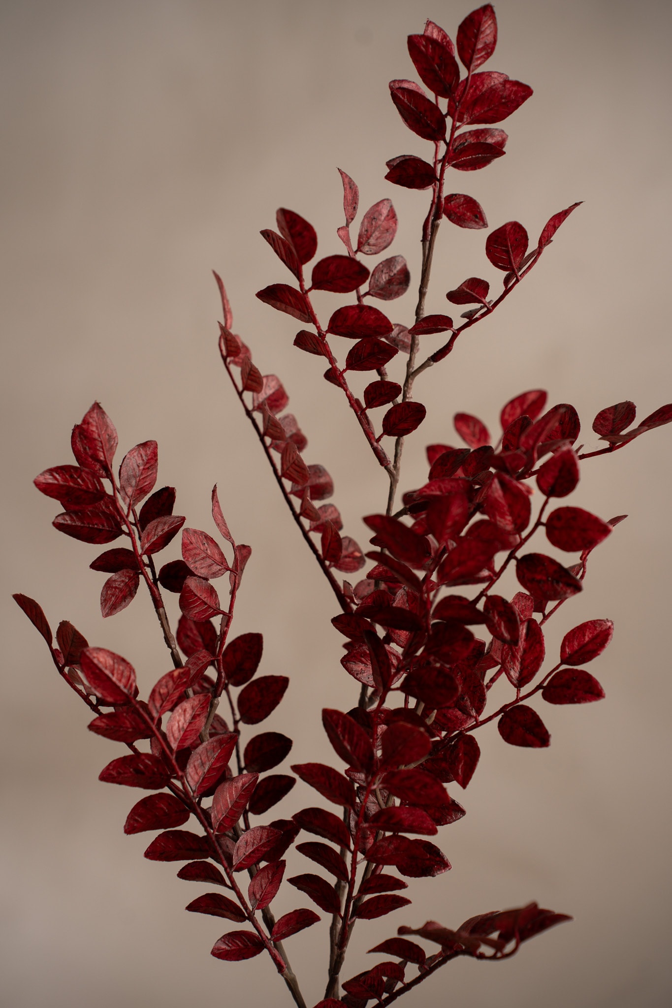 Ruscus