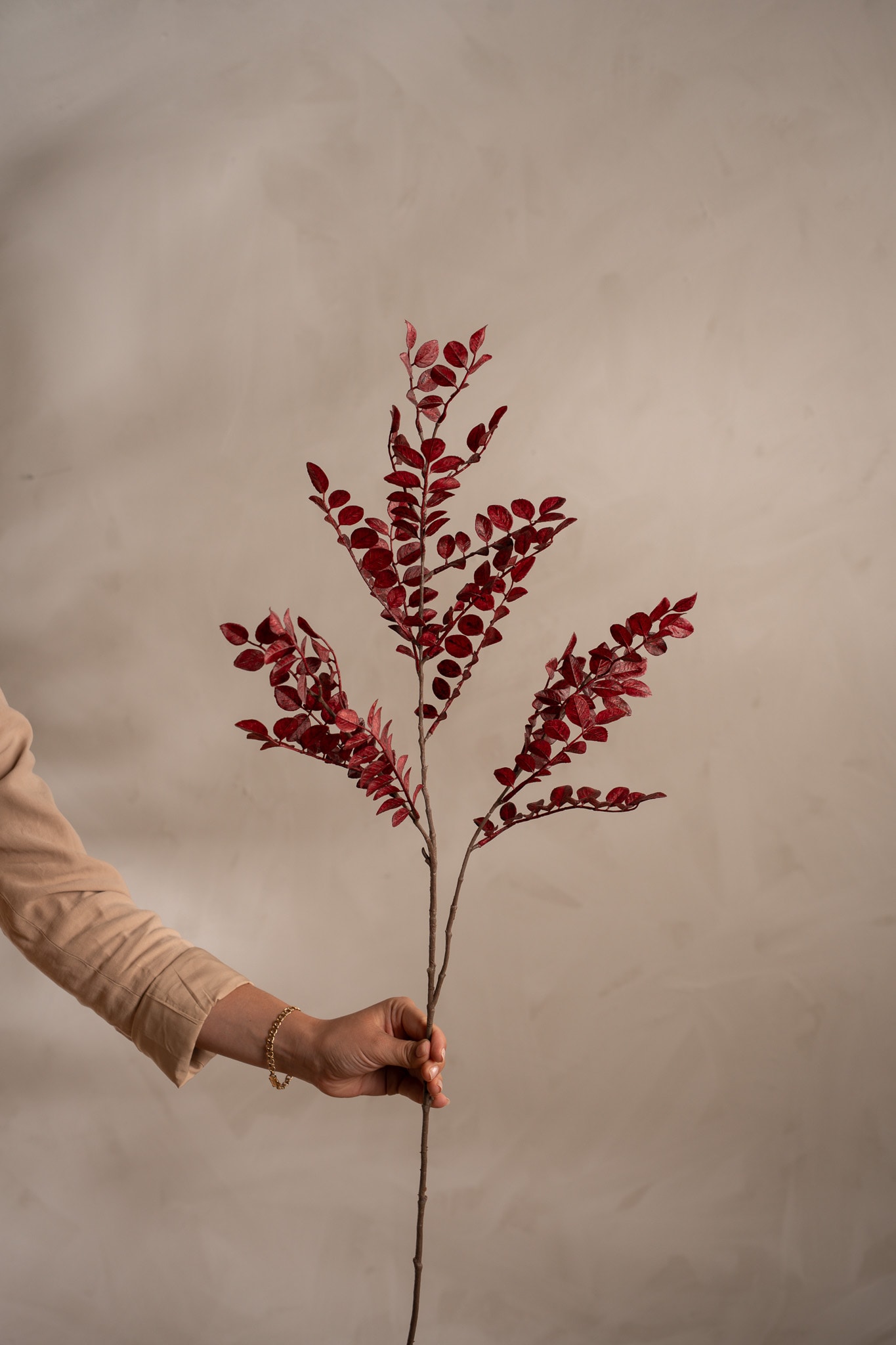 Ruscus