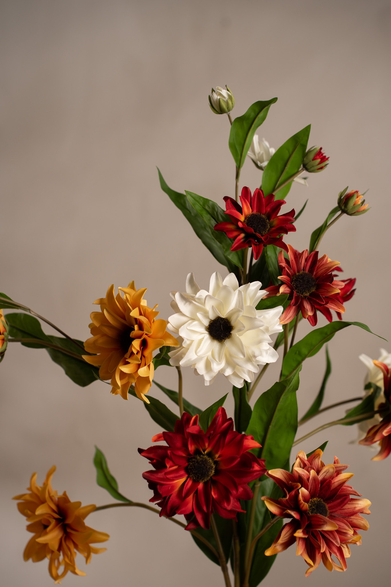 Rudbeckia