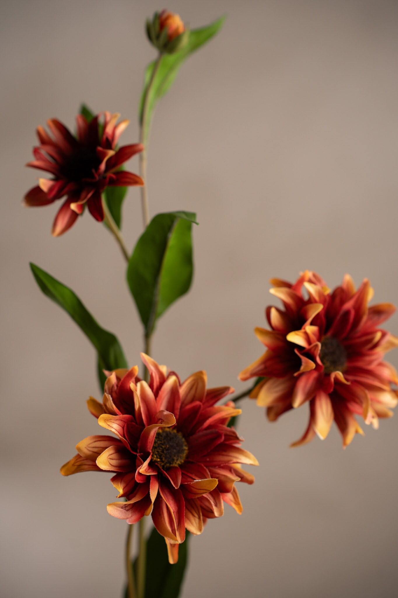 Rudbeckia